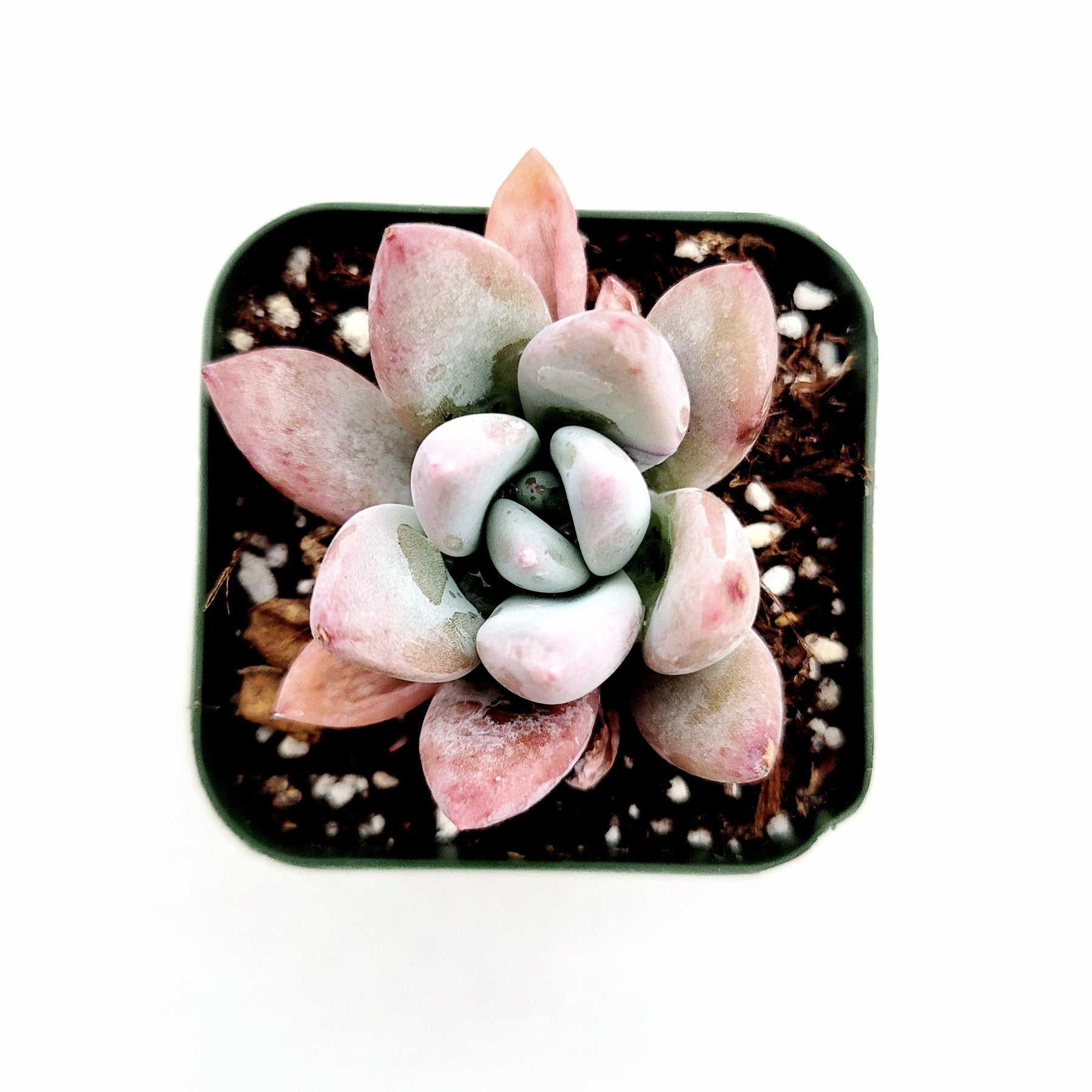 opalina succulent Graptoveria 'Opalina'