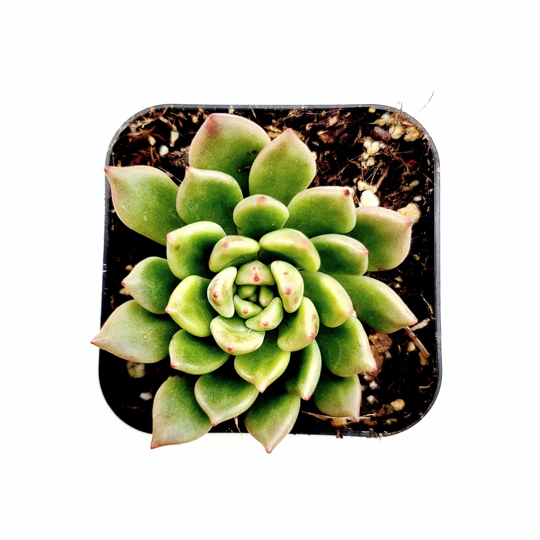 echeveria etiolated succulent Echeveria 'Emerald Ripple'