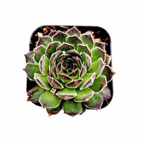 Sempervivum Chick Charms® Sugar Simmer™ - Succulents Depot