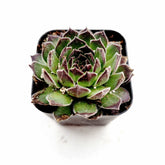 Sempervivum Chick Charms® Sugar Simmer™ - Succulents Depot