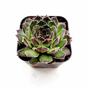 Sempervivum Chick Charms® Sugar Simmer™ - Succulents Depot