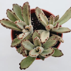 Kalanchoe tomentosa 'Chocolate Soldier'