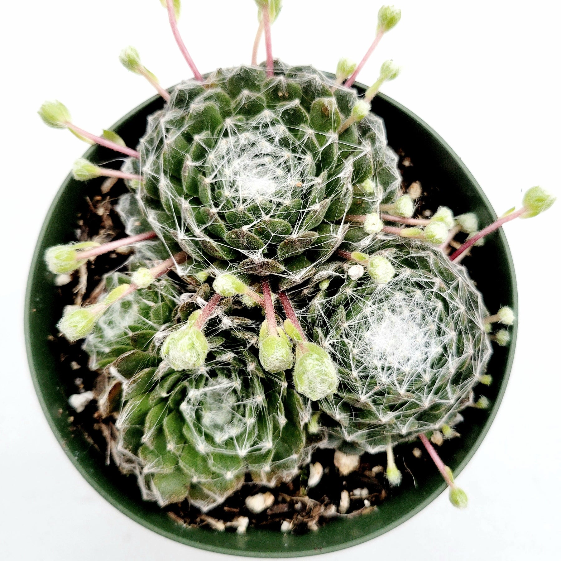 succulents with webs Sempervivum 'Hurricane'