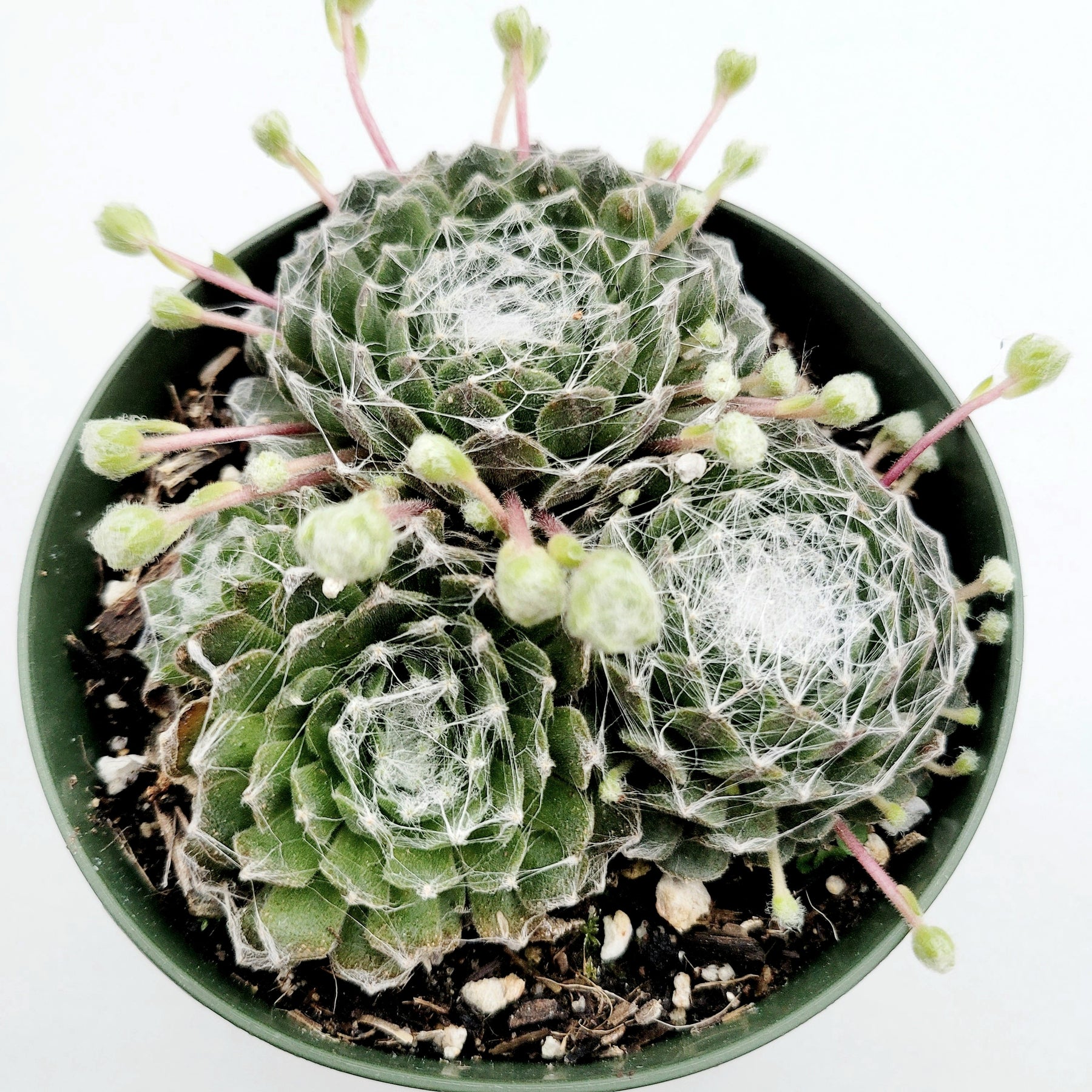 Sempervivum 'Hurricane'