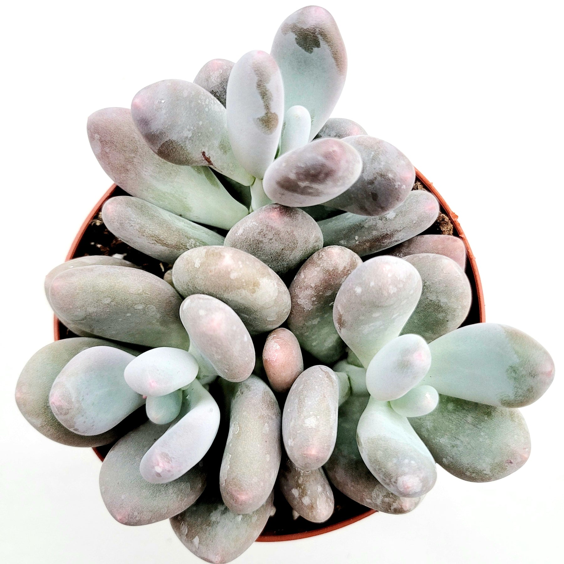 Pachyphytum oviferum - Pink Moonstone - Succulents Depot
