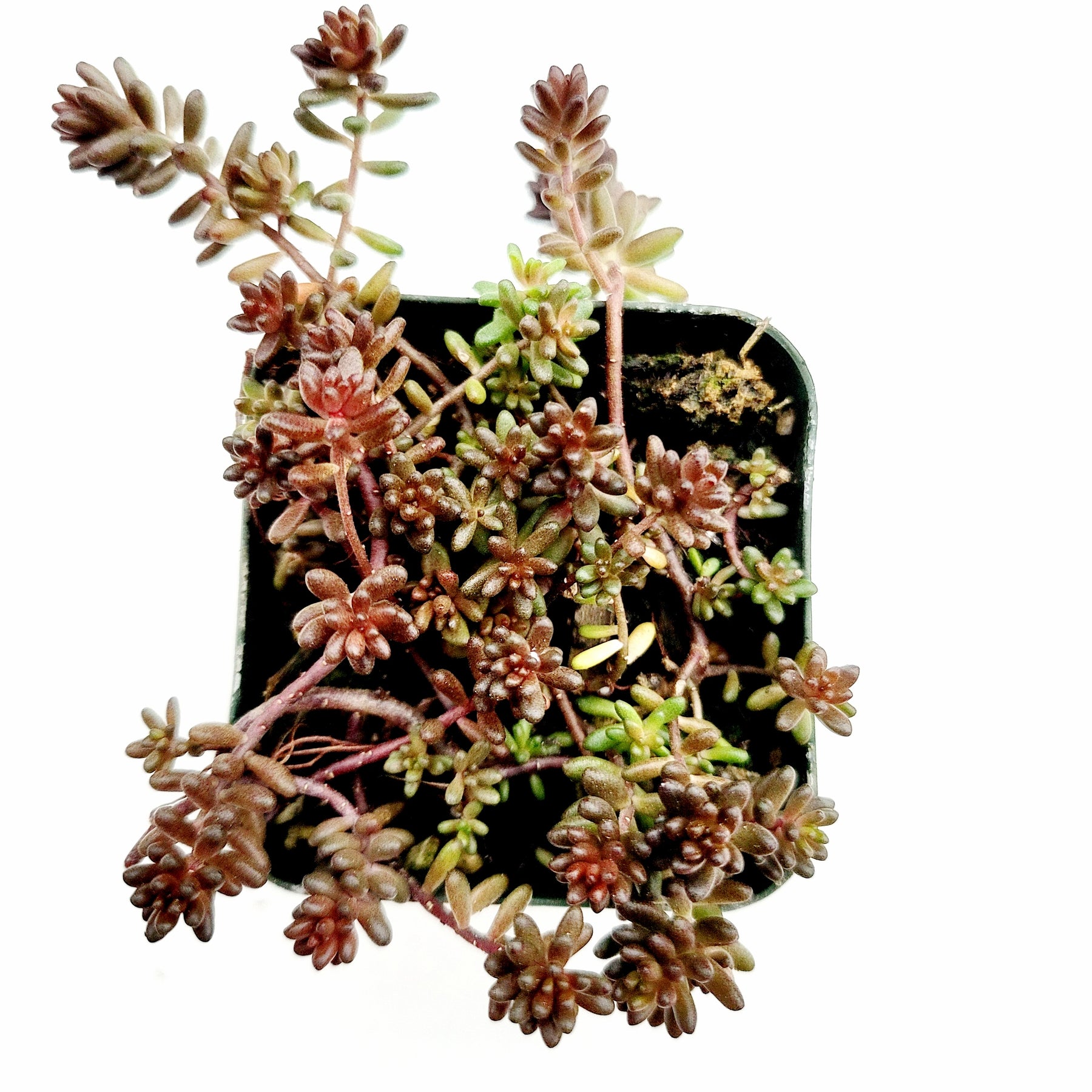 black sedum succulent Sedum album 'Black Pearl'