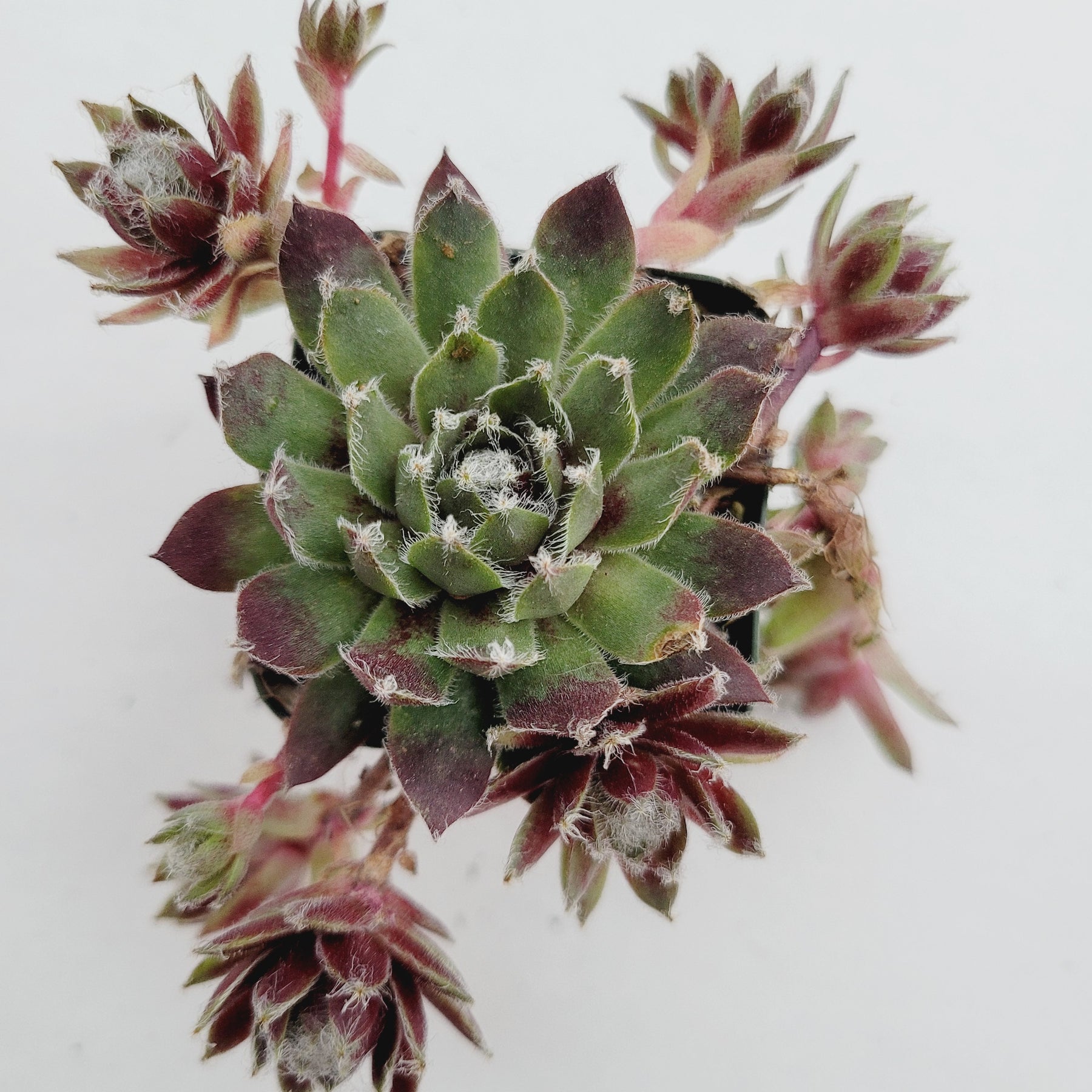 cobweb succulent plant Sempervivum arachnoideum 'Red Cobweb' -