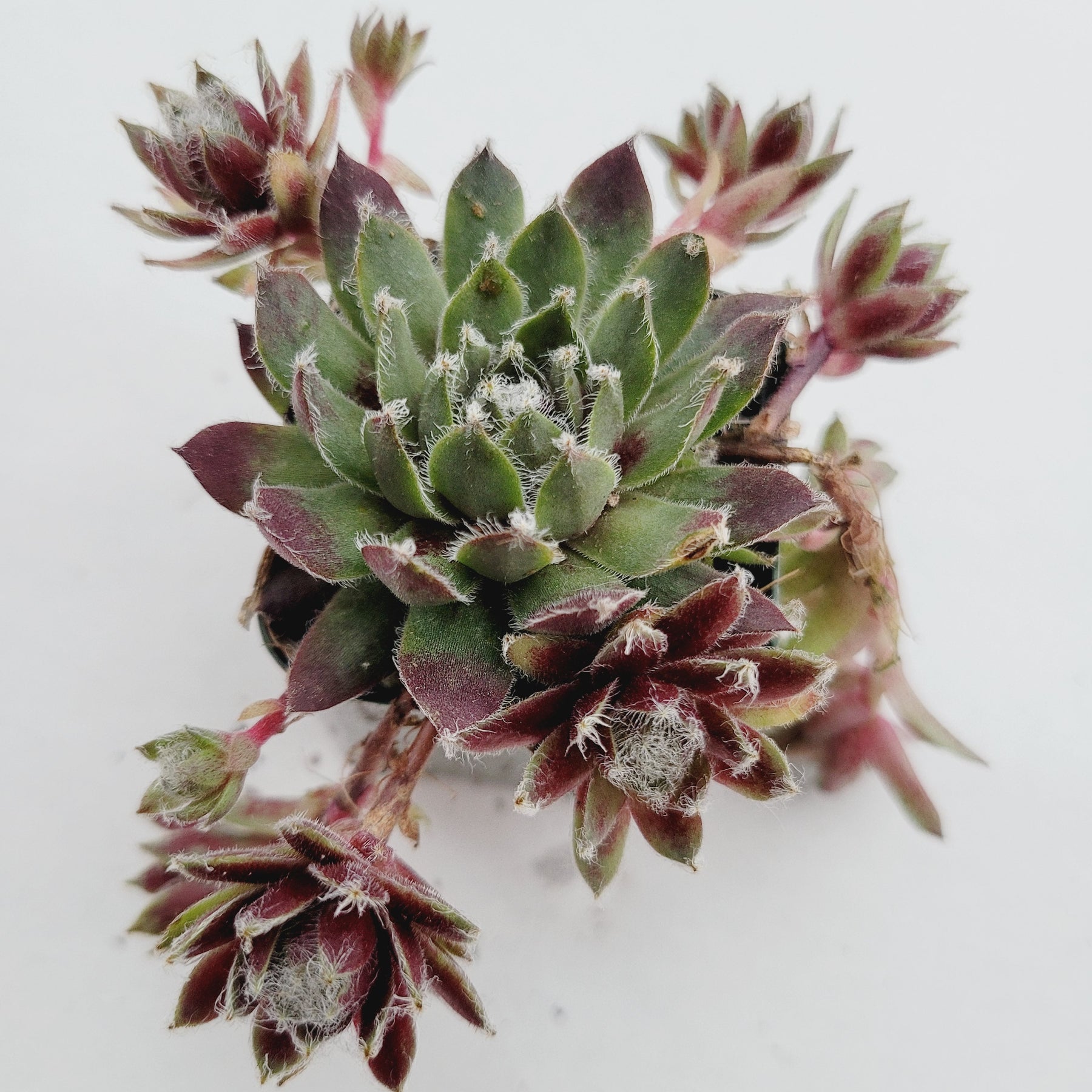 webby succulent Sempervivum arachnoideum 'Red Cobweb' -