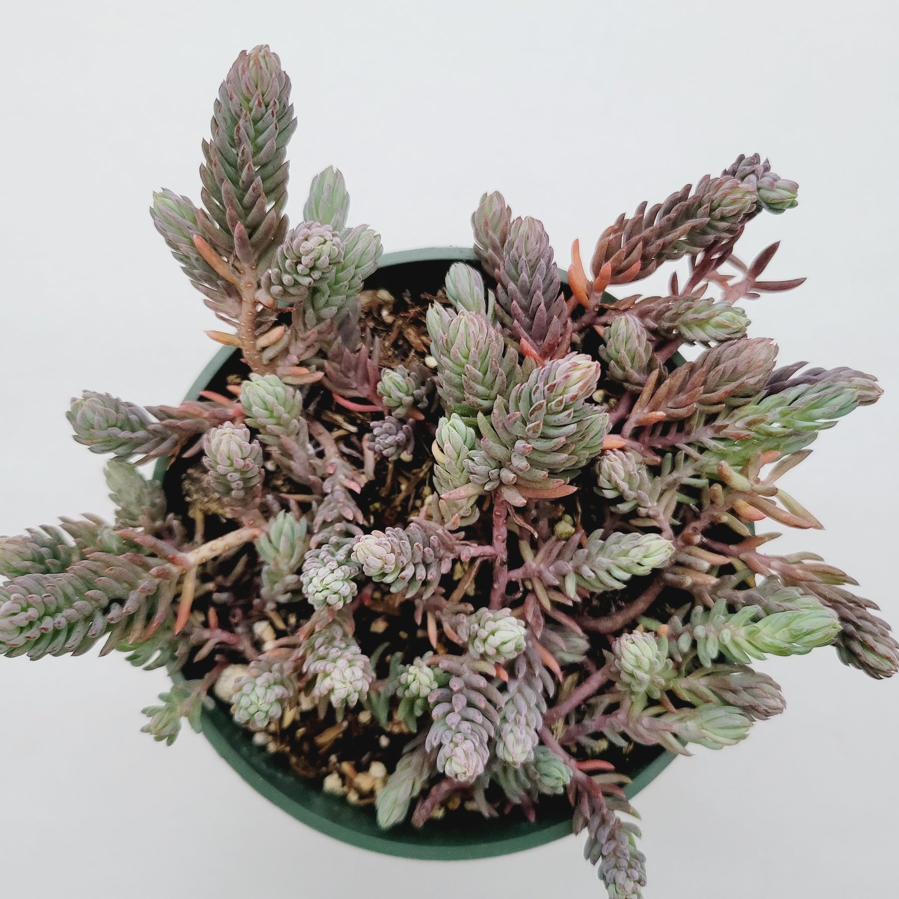turquoise succulents Sedum sediforme 'Turquoise Tails' -