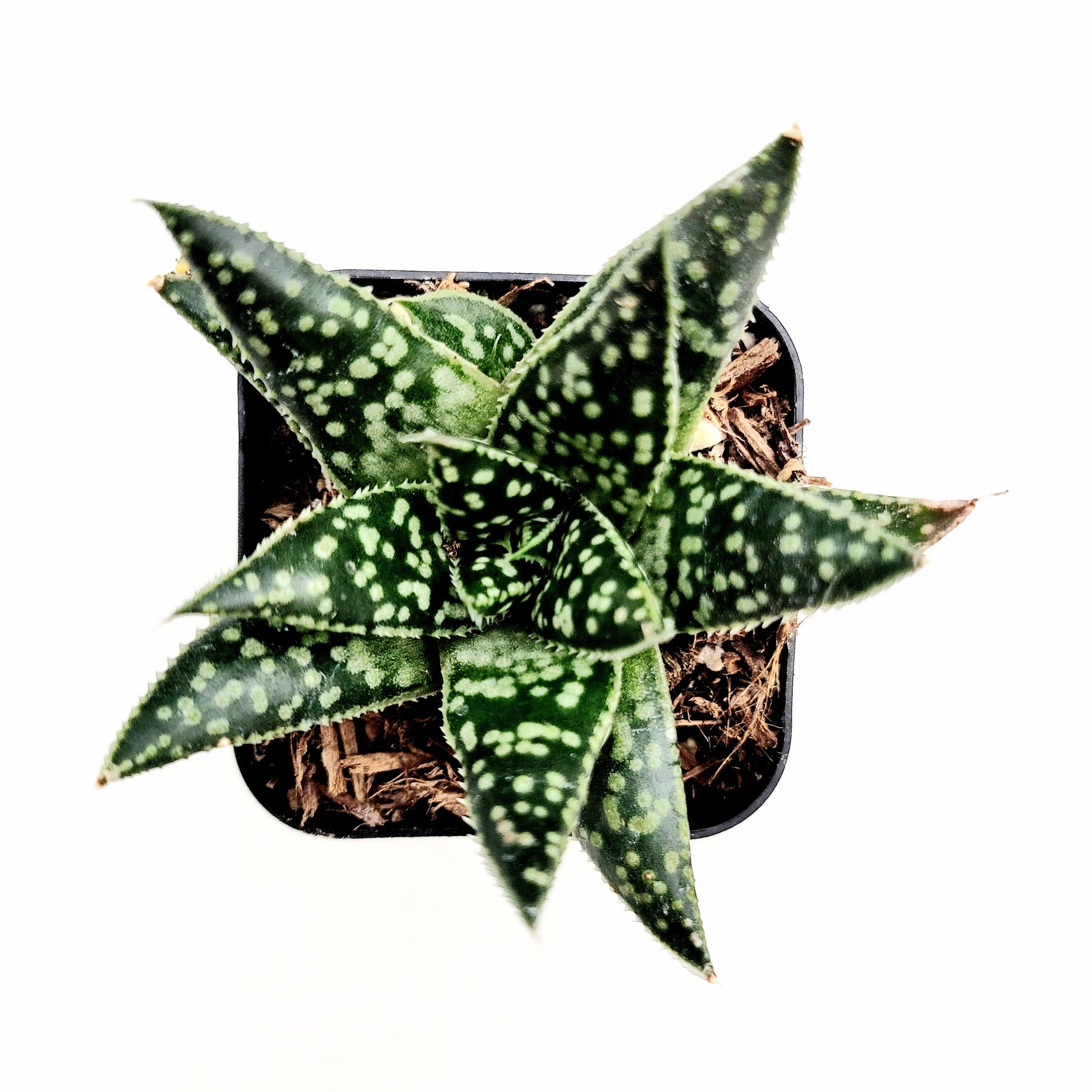 gasteria succulent plant Gasteria 'Flow'