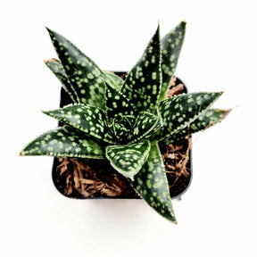 Gasteria 'Flow'