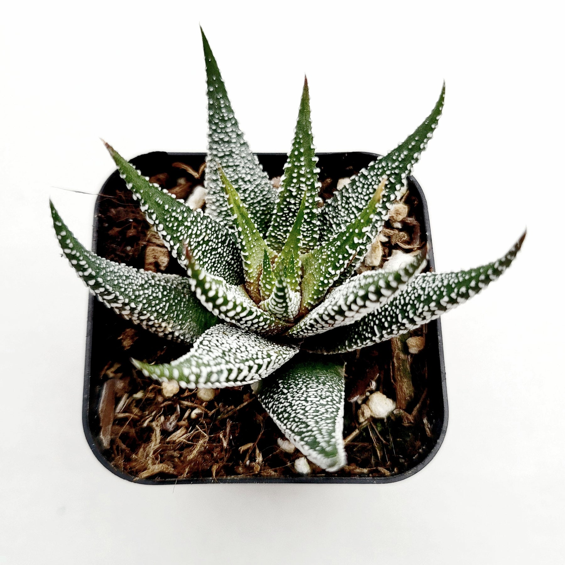 succulents in boston Haworthia fasciata 'Boston'
