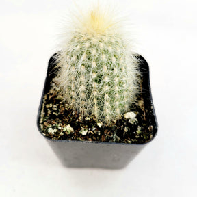 Cleistocactus tupizensis Cactus - Succulents Depot