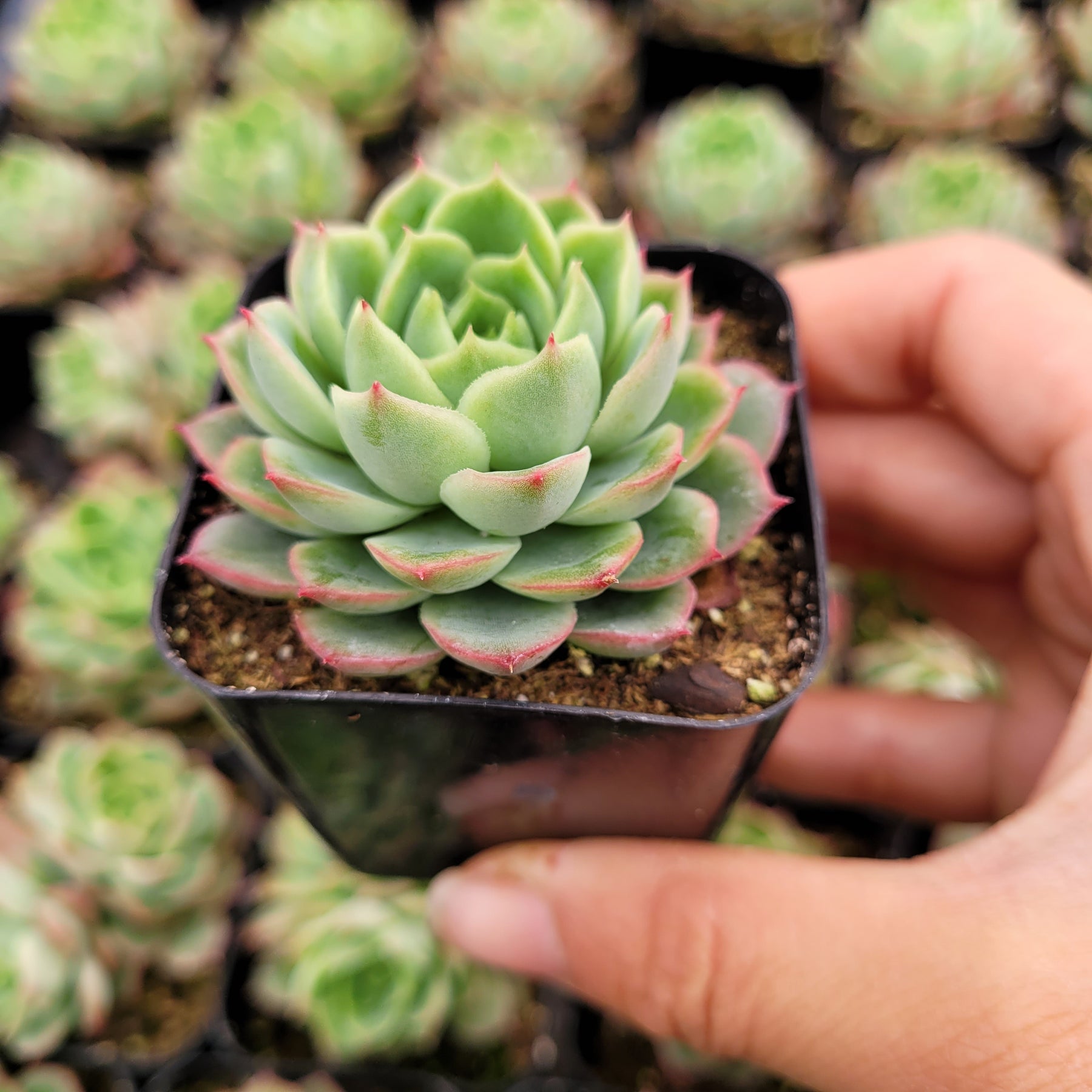 lime n chile succulent Echeveria 'Lime and Chili'