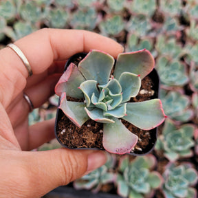 Echeveria 'Tsunami' - Succulents Depot