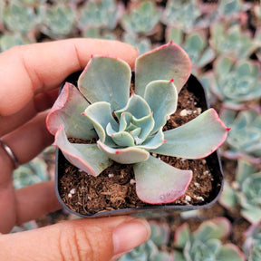 Echeveria 'Tsunami' - Succulents Depot