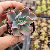 Echeveria 'Blue Curls' succulent in small pot.