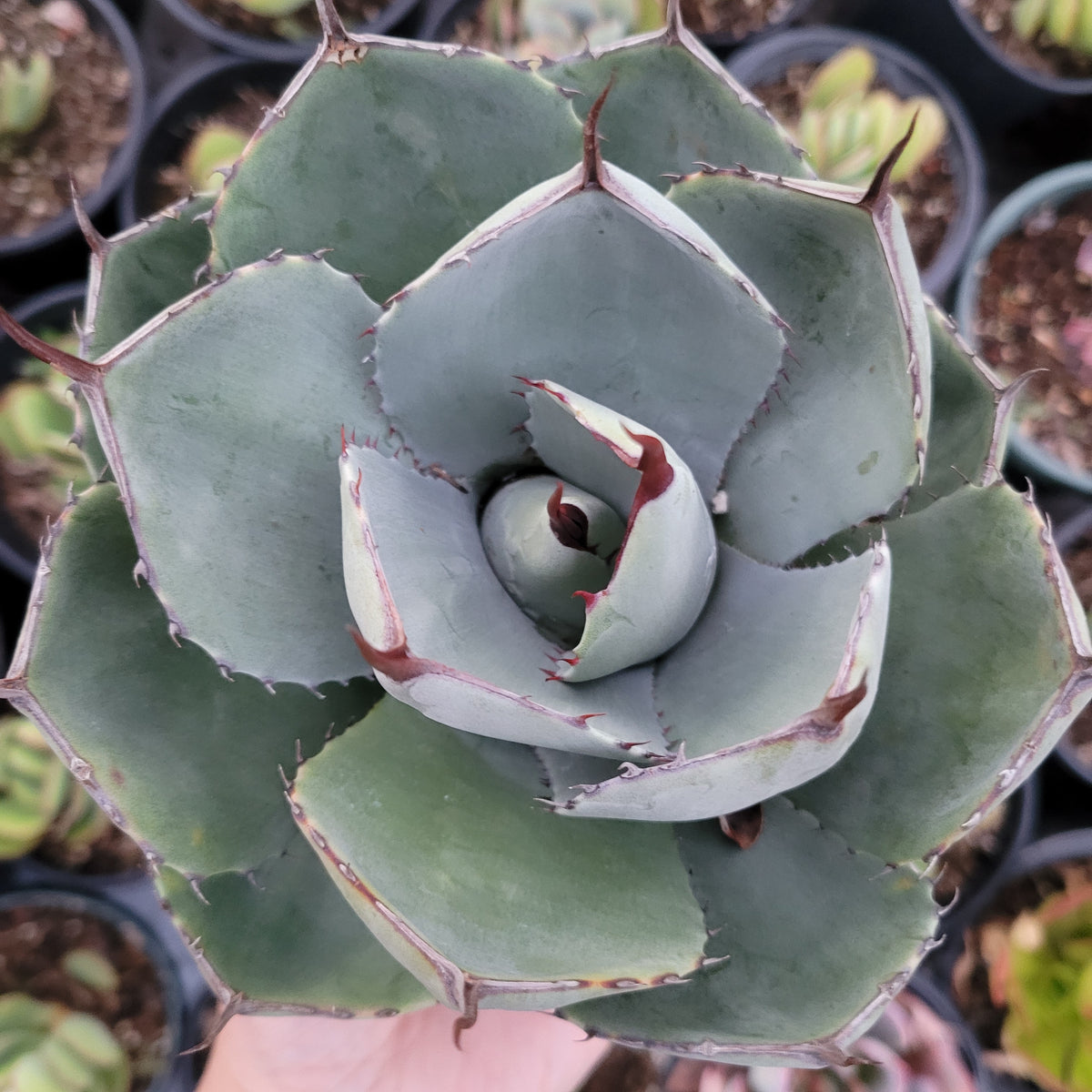 Agave potatorum