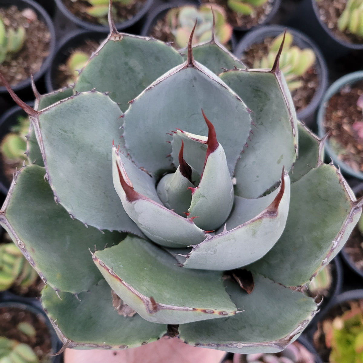 Agave potatorum