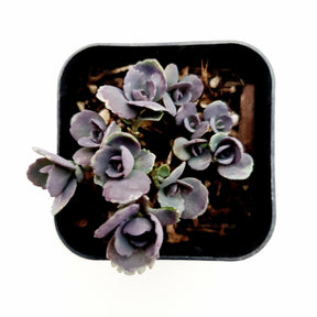SunSparkler® Sedum 'Blue Elf' - Succulents Depot