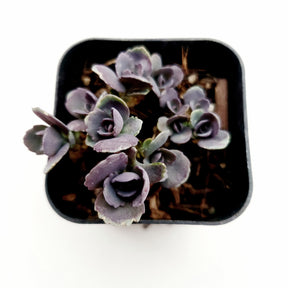 SunSparkler® Sedum 'Blue Elf' - Succulents Depot