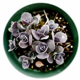 SunSparkler® Sedum 'Blue Elf' - Succulents Depot