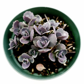 SunSparkler® Sedum 'Blue Elf' - Succulents Depot
