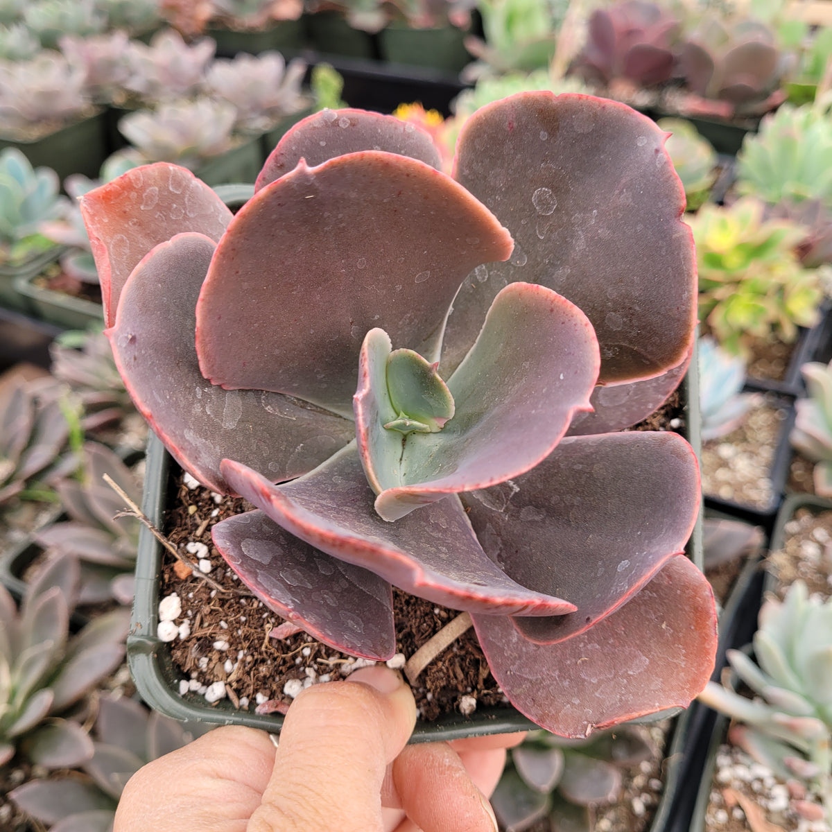 echeveria crinoline ruffles succulent Echeveria Crinoline ruffles