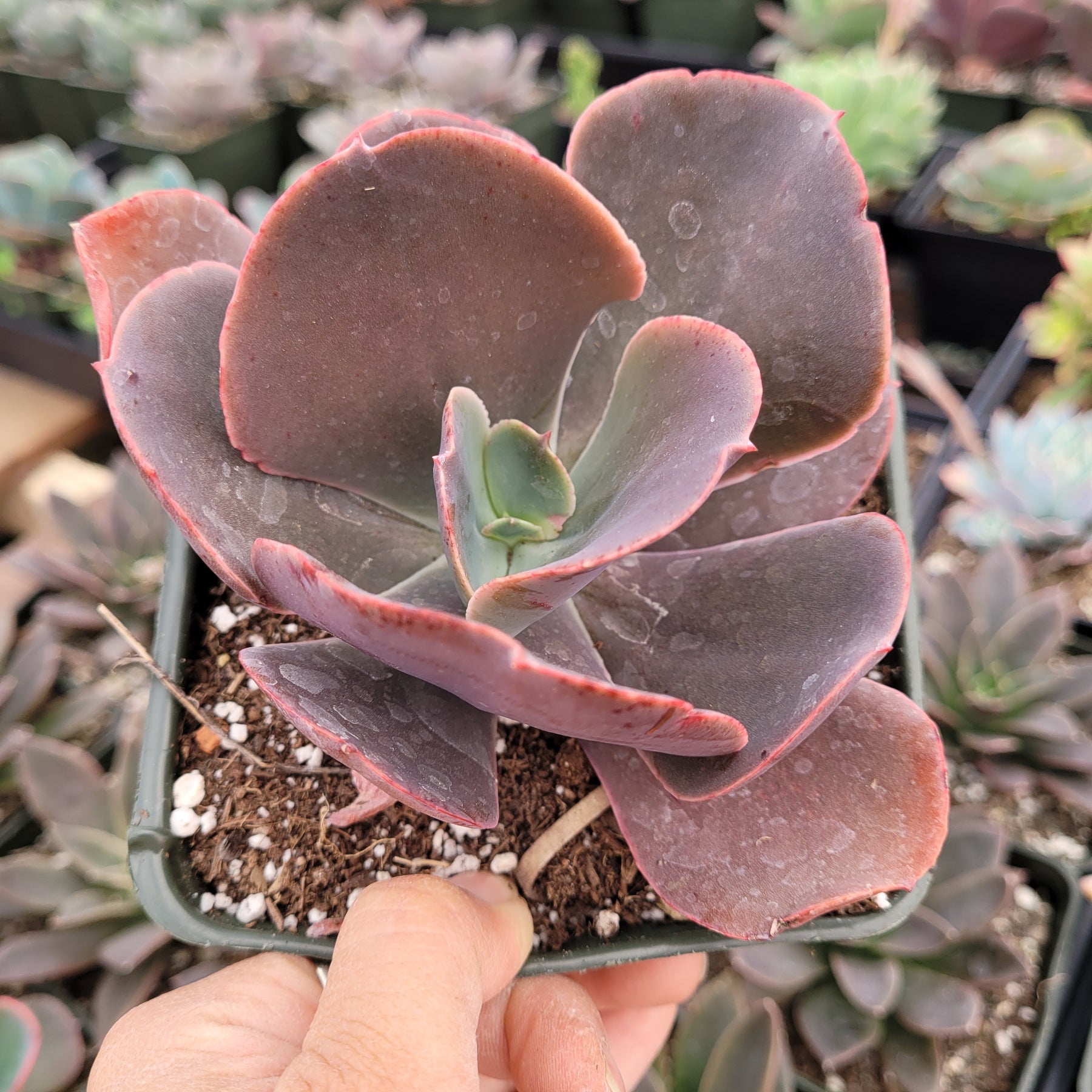 red frills succulent Echeveria Crinoline ruffles
