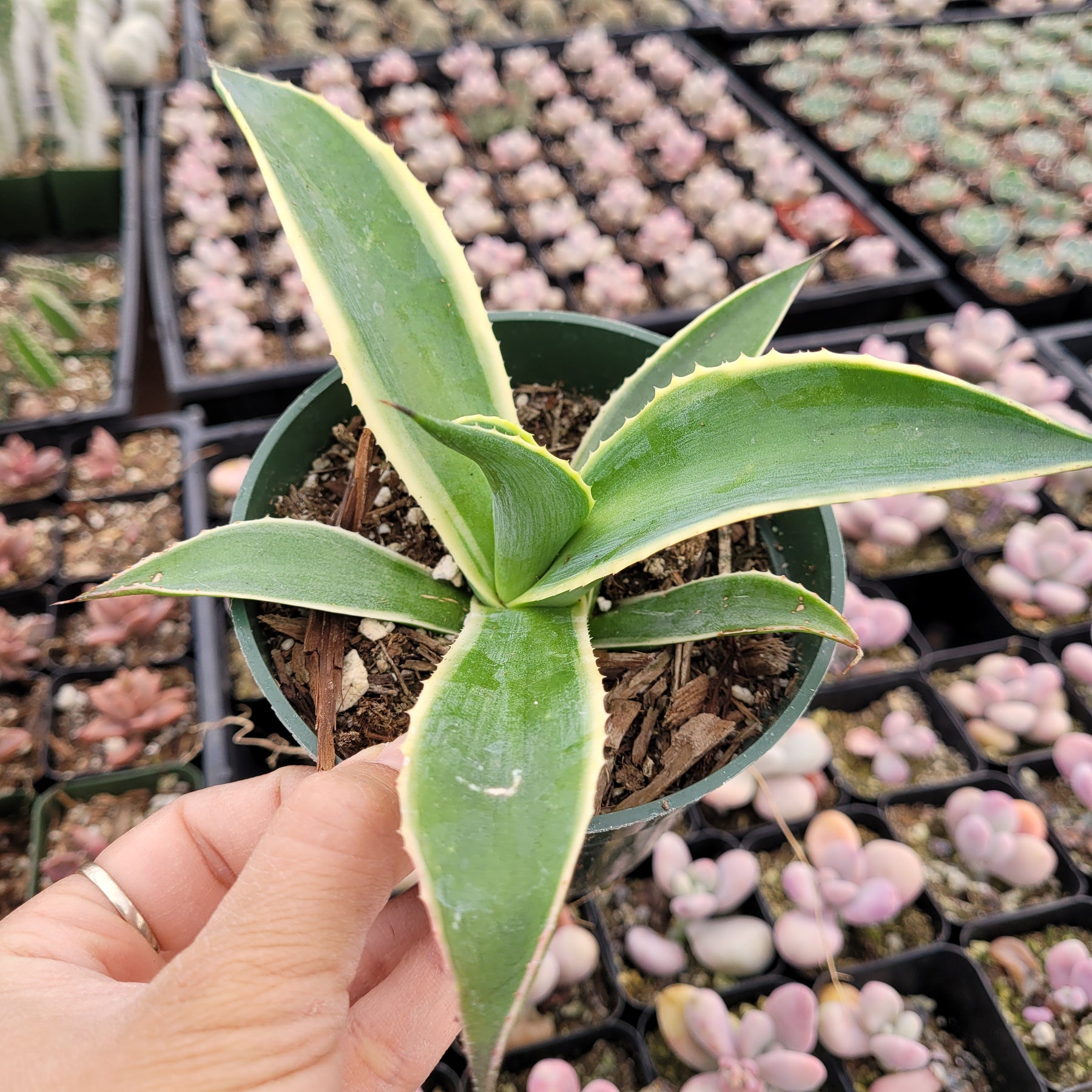 jade agave plant Agave desmettiana Variegata
