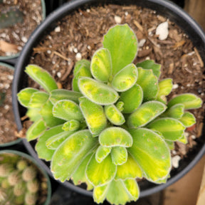 Cotyledon tomentosa Variegated Bear's Paw - Succulents Depot