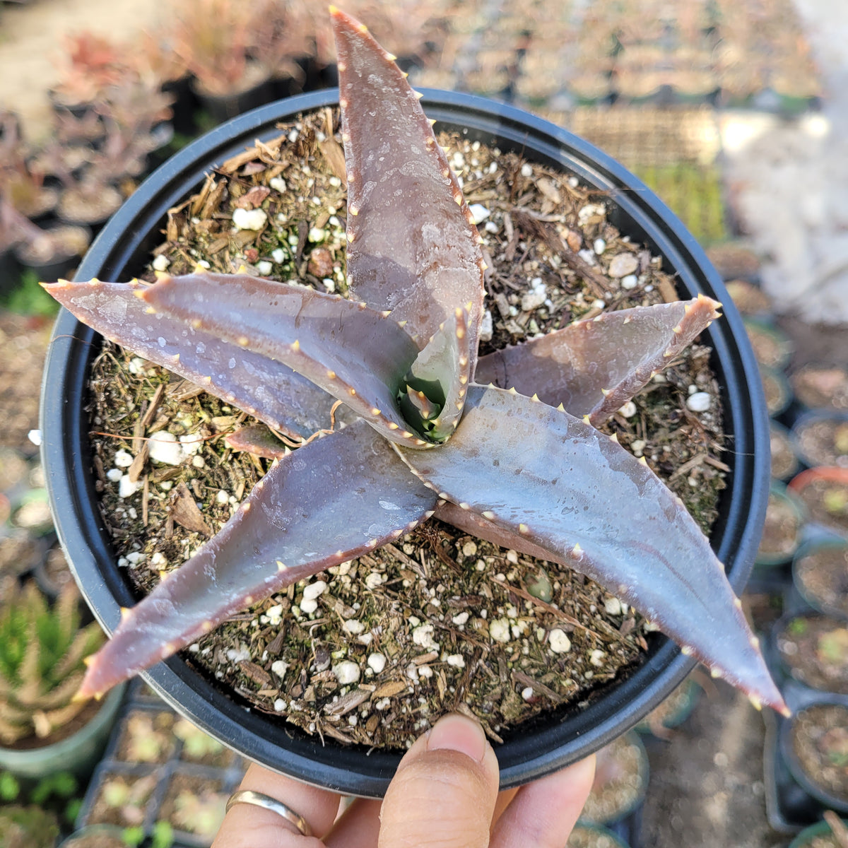 Aloe Sp