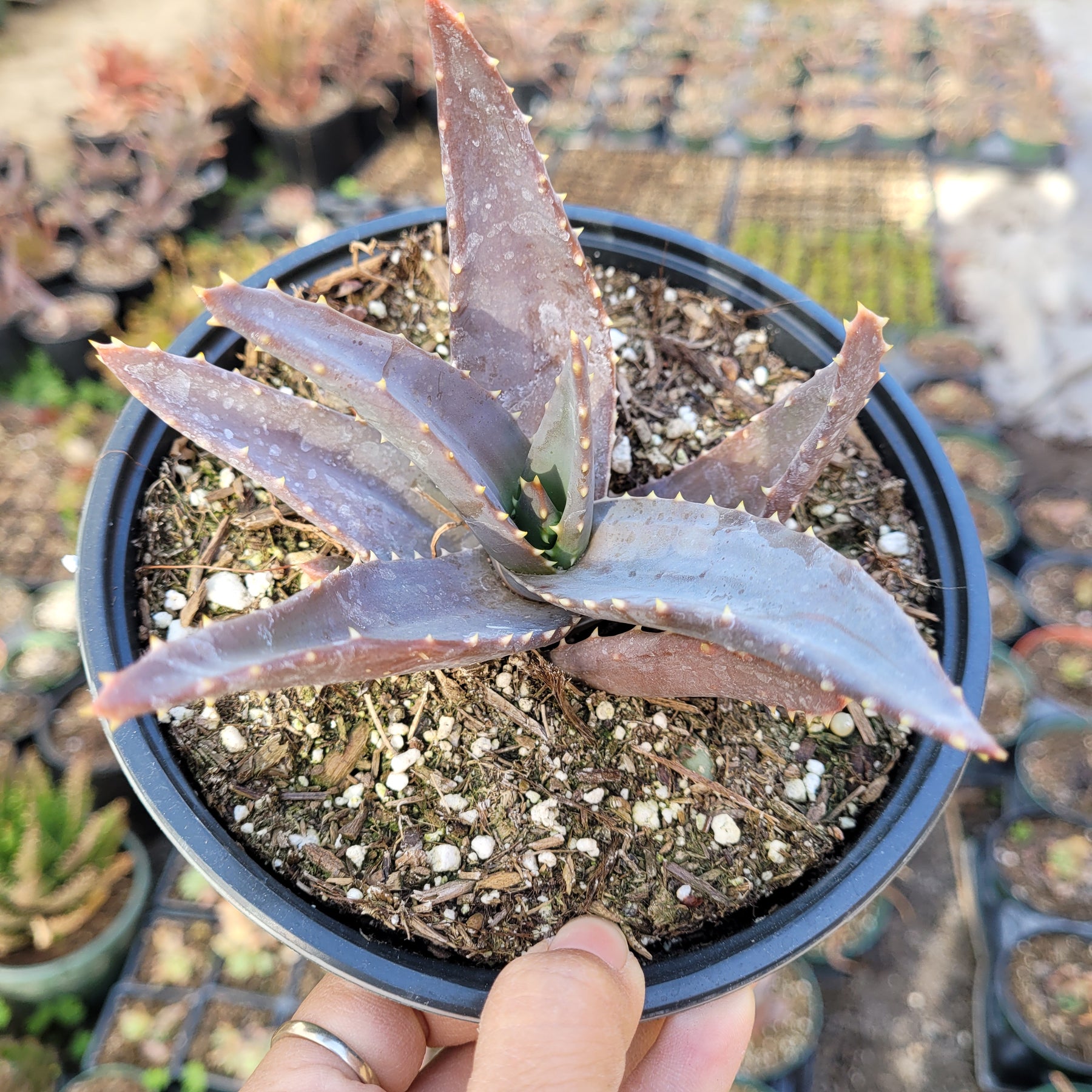 dark aloe vera plant Aloe Sp