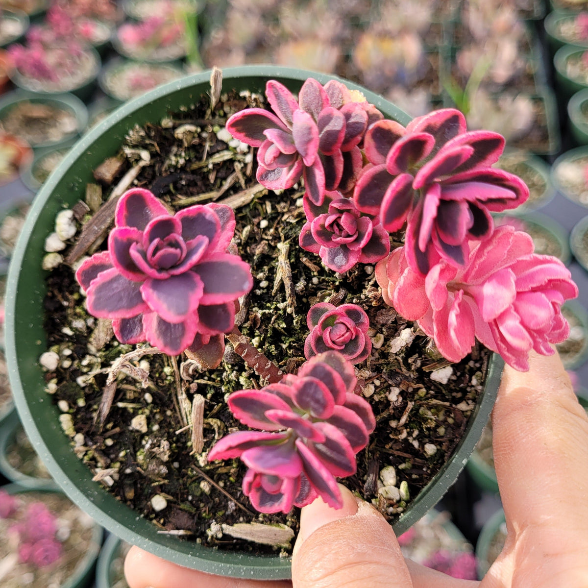 SunSparkler® Sedum 'Dream Dazzler'