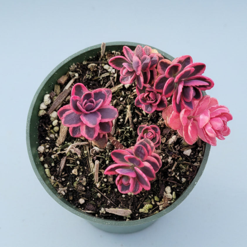 SunSparkler® Sedum 'Dream Dazzler' in nursery pot with rosettes.