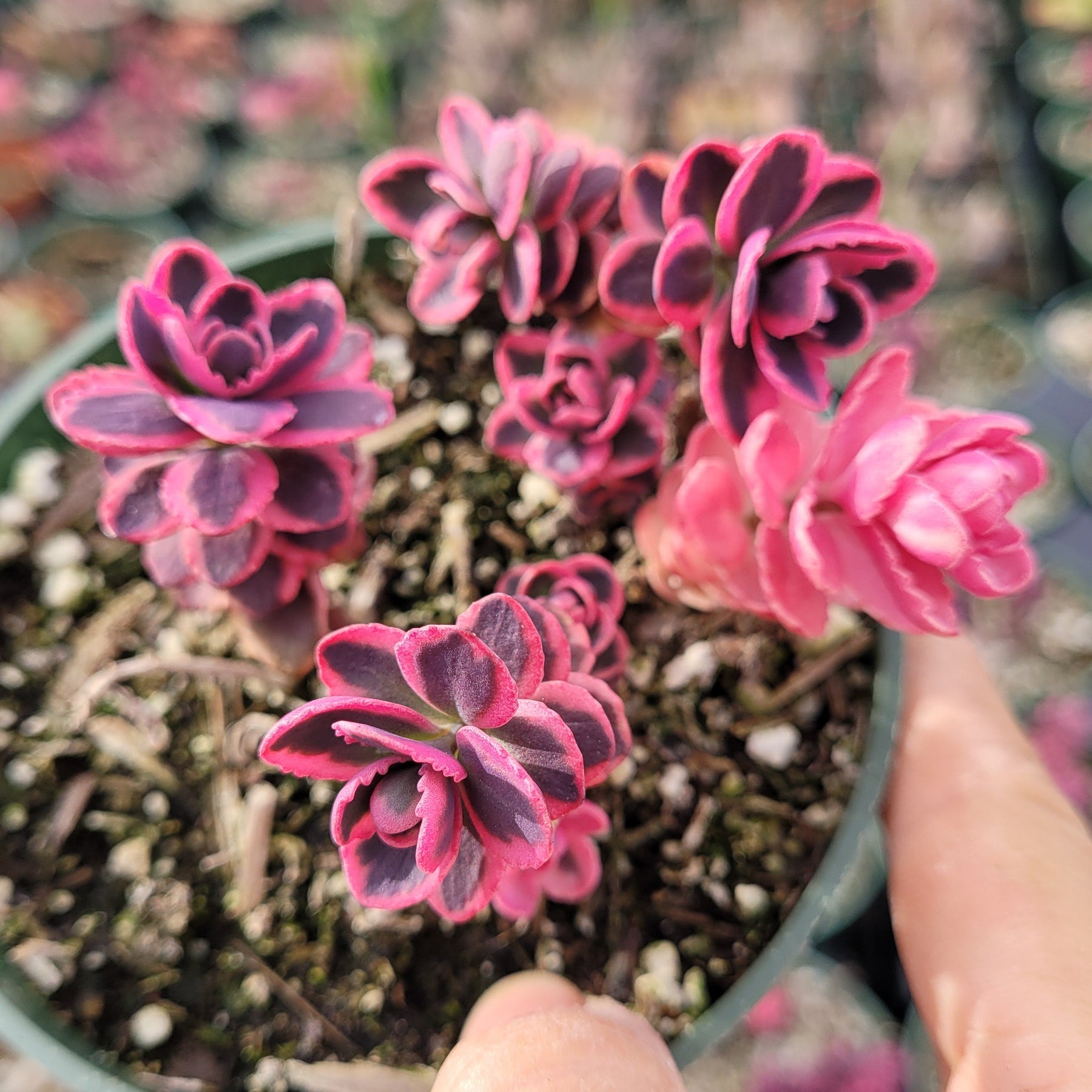 SunSparkler® Sedum 'Dream Dazzler'