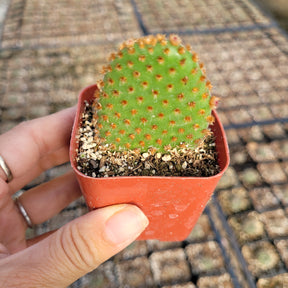 bunny ear cactus soil Opuntia microdasys subsp. rufida Cinnamon Bunny Ears 2 Inch