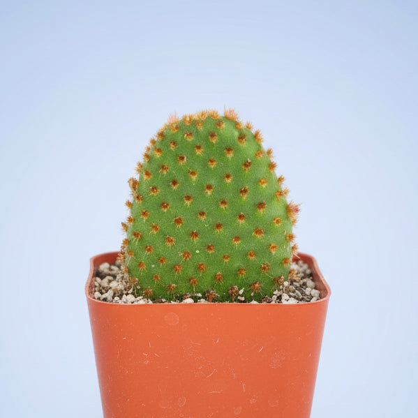 Opuntia microdasys Cinnamon Bunny Ears in red nursery pot.