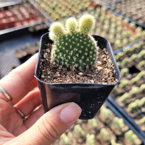 bunny ear cactus soil Opuntia microdasys 'Golden Bunny Ears'