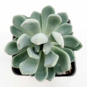 Echeveria elegans 'Blue' - Succulents Depot