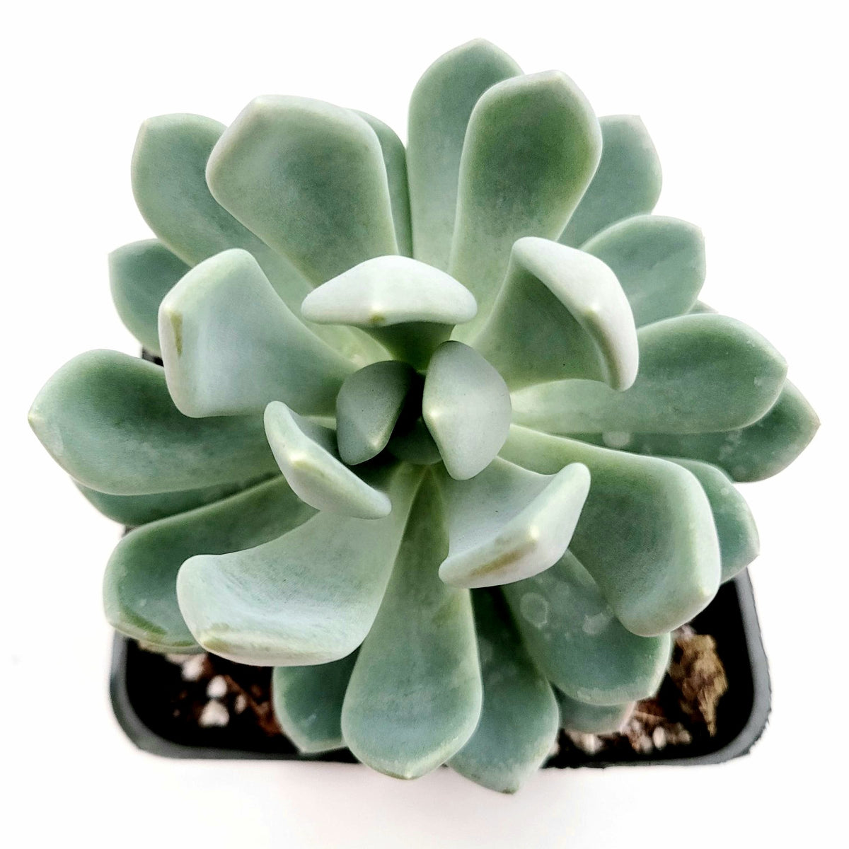 Echeveria elegans 'Blue' - Succulents Depot