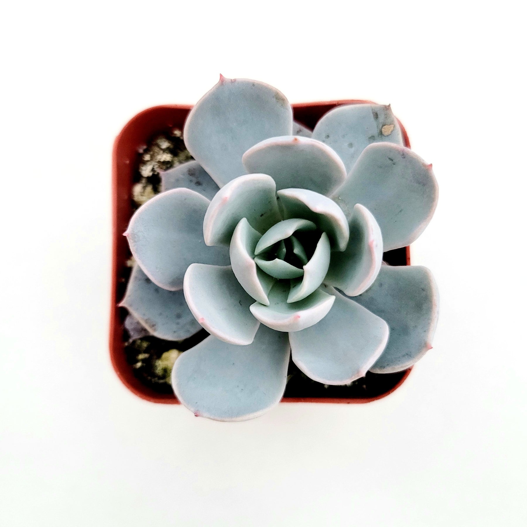 beauty and the beast succulent Echeveria 'Morning Beauty'