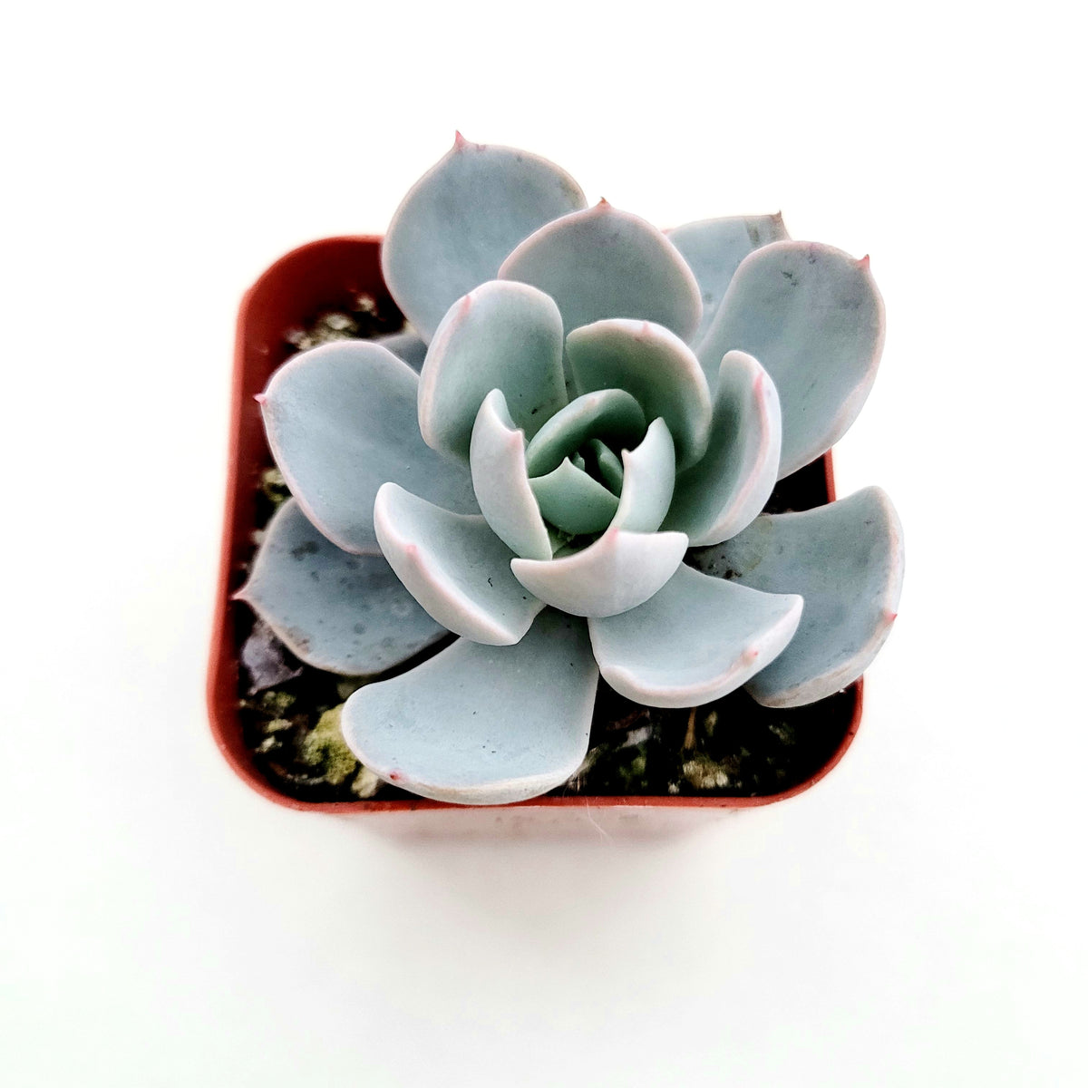 succulent in white pot Echeveria 'Morning Beauty'