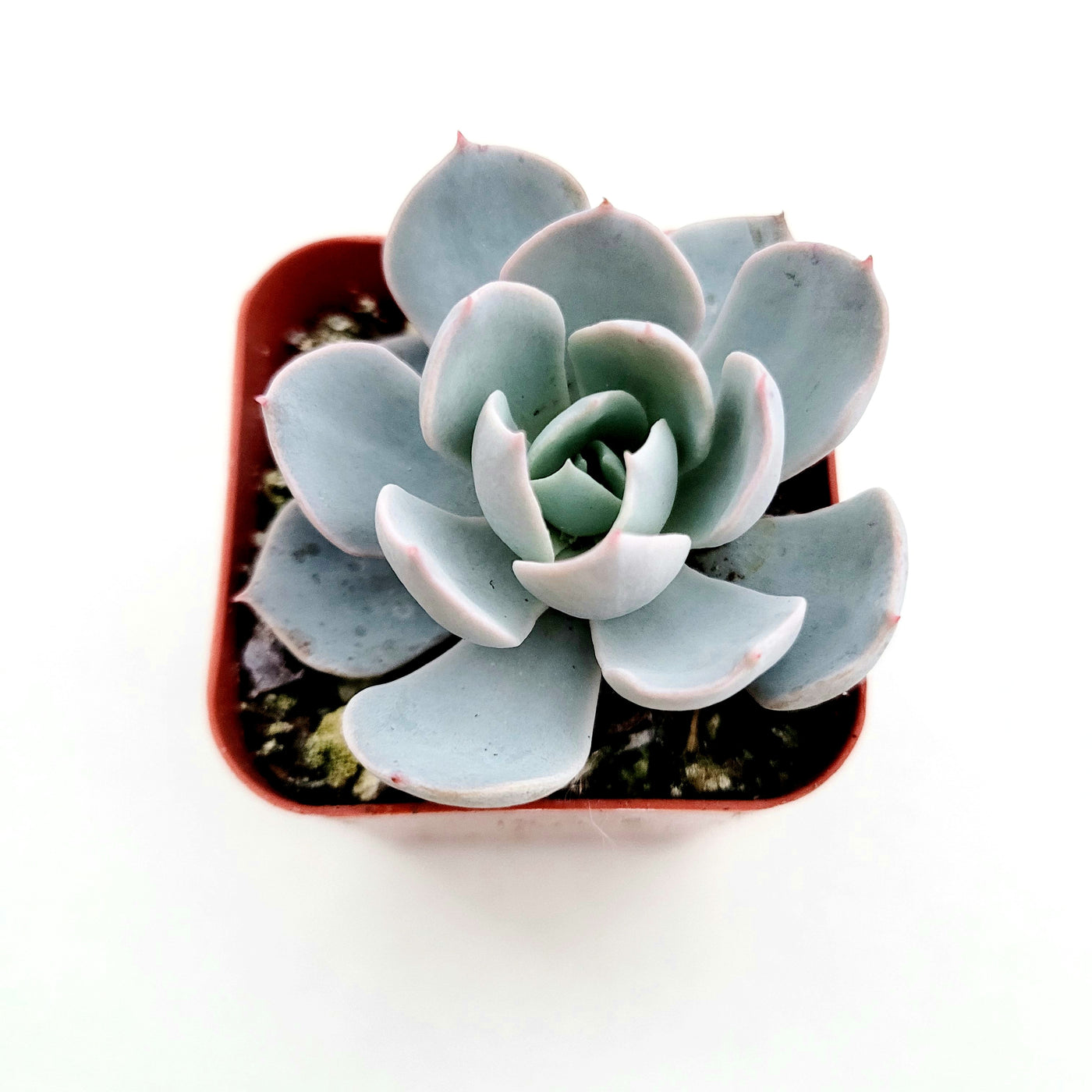 Echeveria 'Morning Beauty' in square plastic pot.