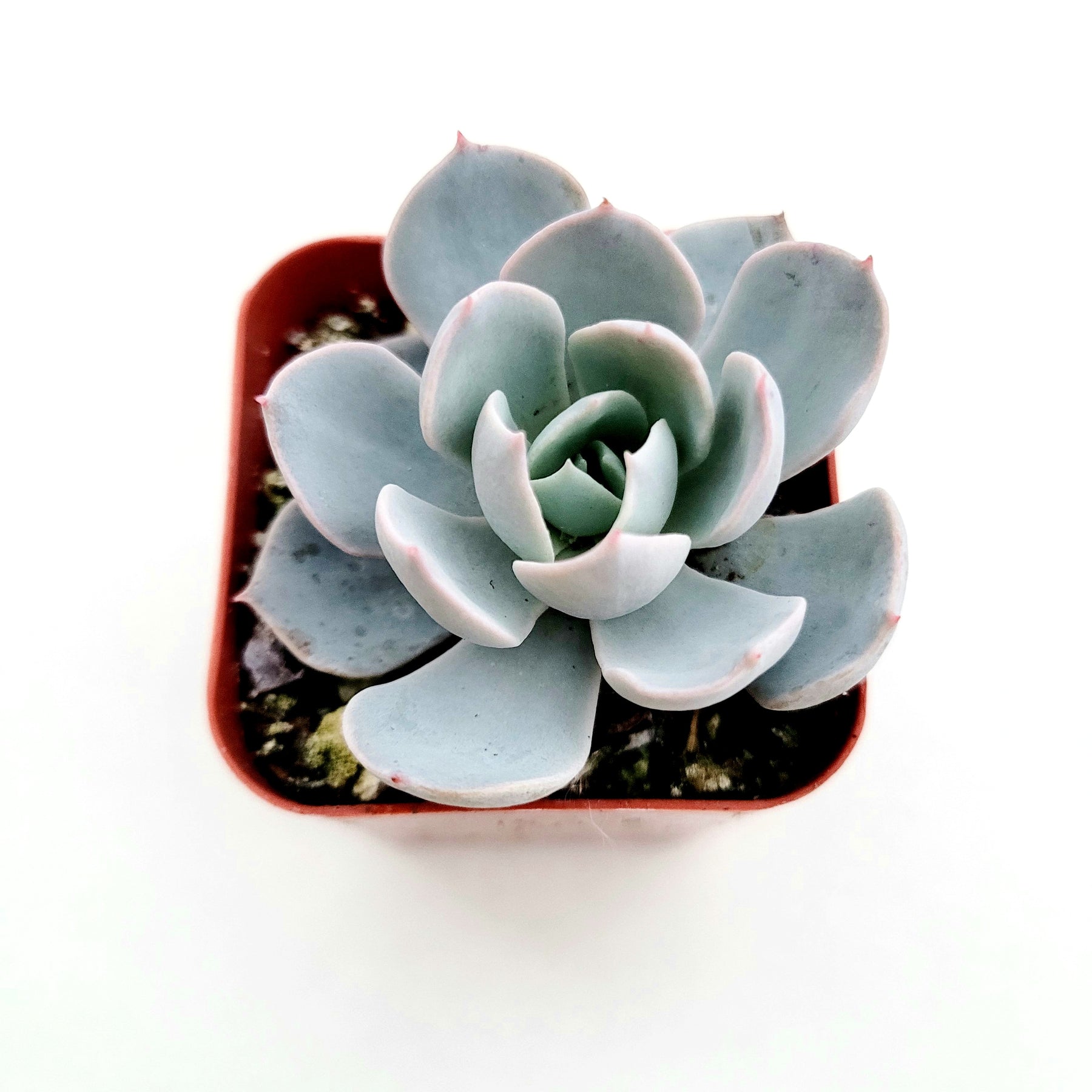 succulent beauty Echeveria 'Morning Beauty'