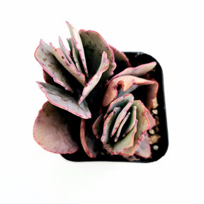 Kalanchoe fedtschenkoi 'Majestic Scallops' - Succulents Depot