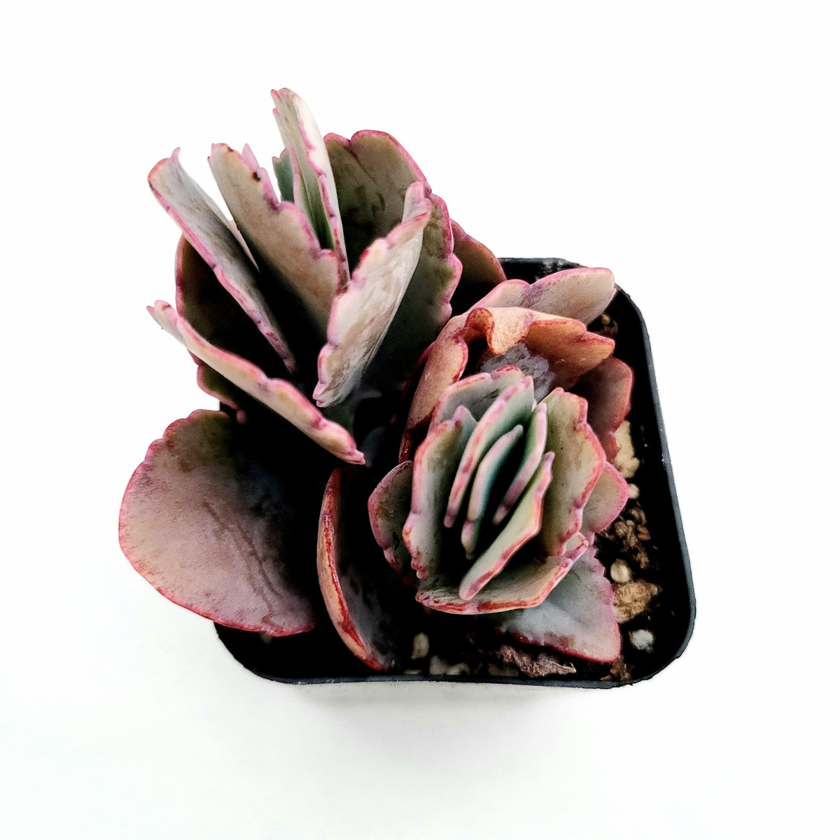 Kalanchoe fedtschenkoi 'Majestic Scallops' - Succulents Depot