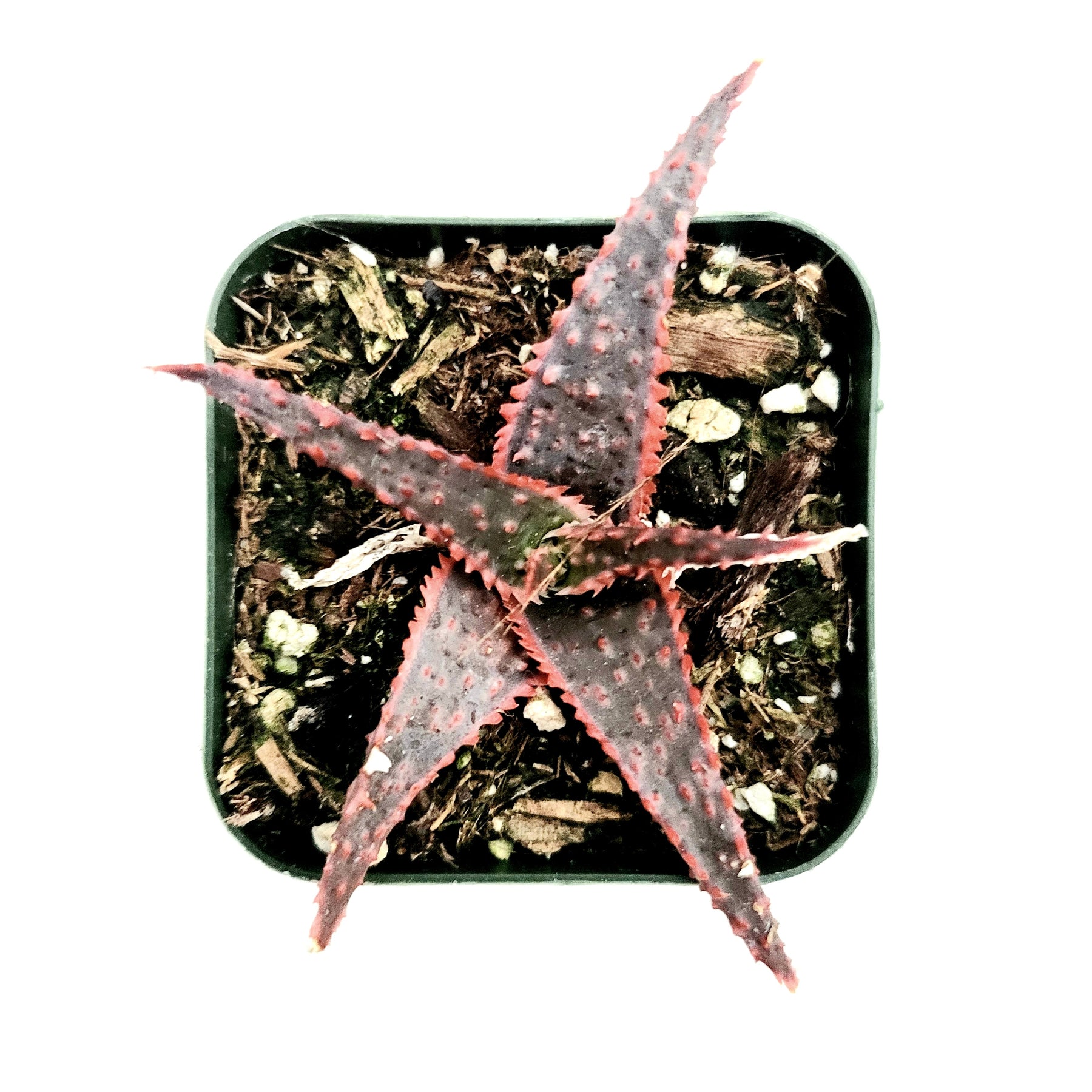 christmas aloe succulent Aloe 'Christmas Carol'