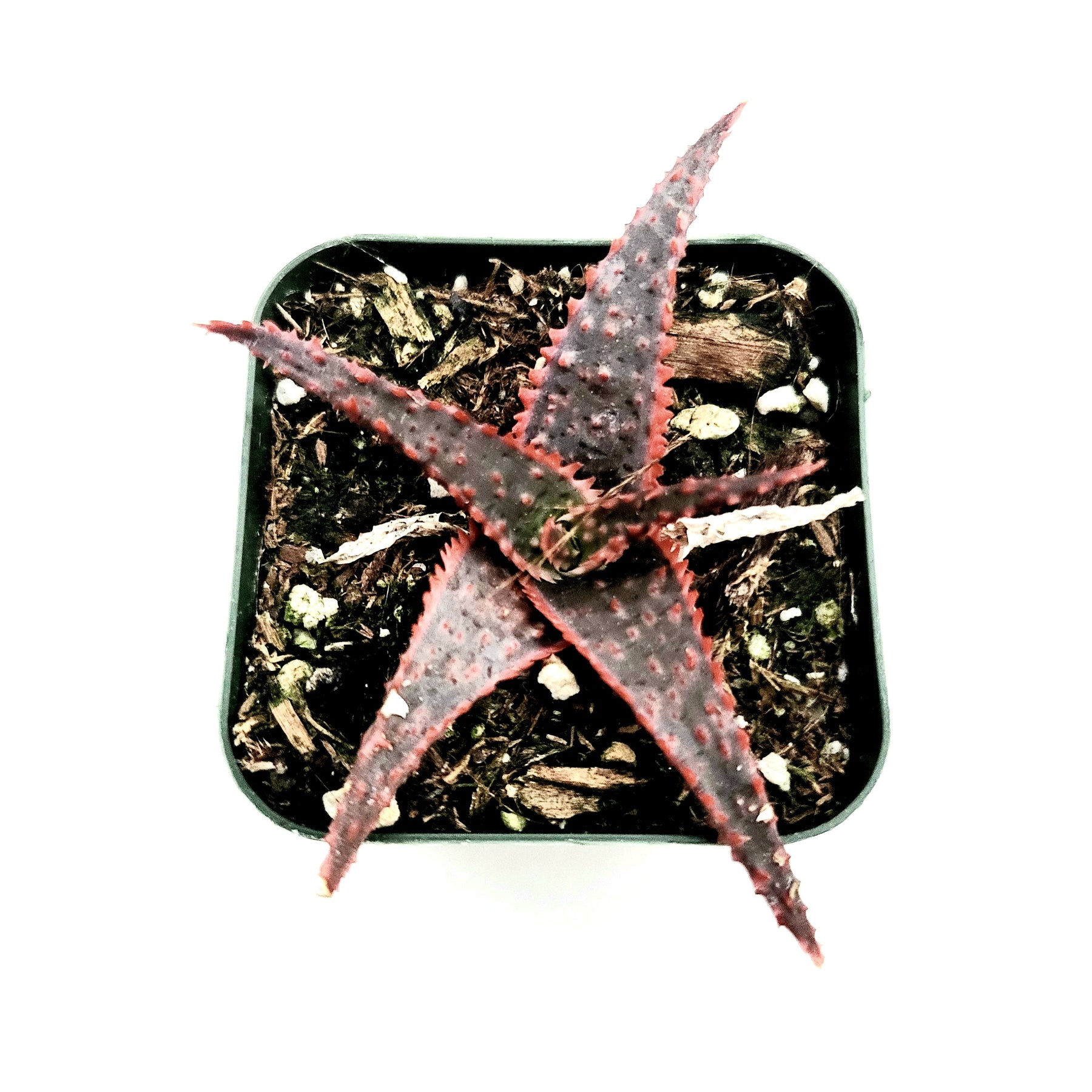 aloe vera plant jewel osco Aloe 'Christmas Carol'