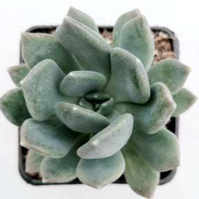 sedeveria dark elf succulent Sedeveria 'Dark Elf'